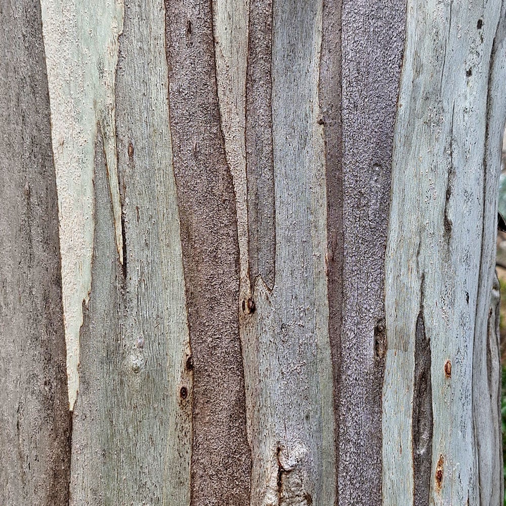 bark-of-tree
