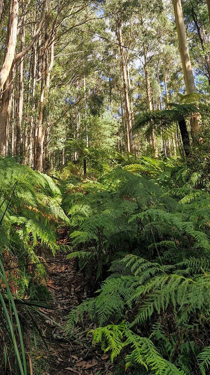 dandenongs