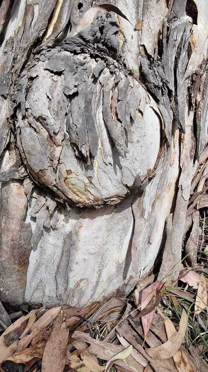 tree knot