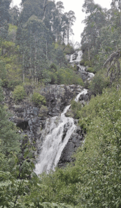 Steavenson Falls (700 x 1200 px) (1)
