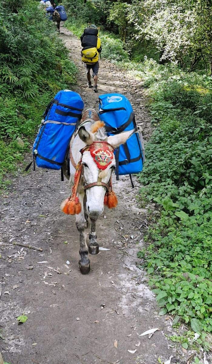 donkey on trail donkey on trail