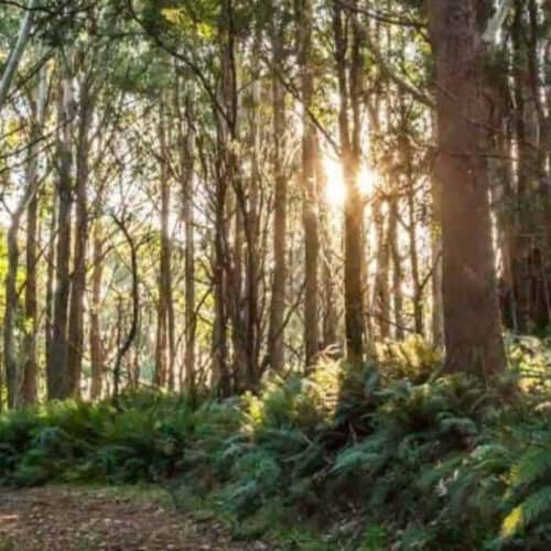 Mount Macedon