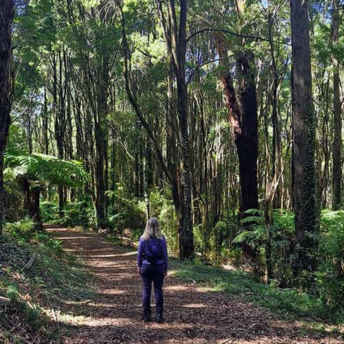 dandenong ranges