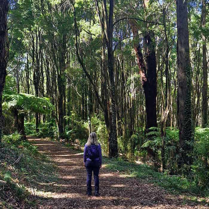 dandenong ranges