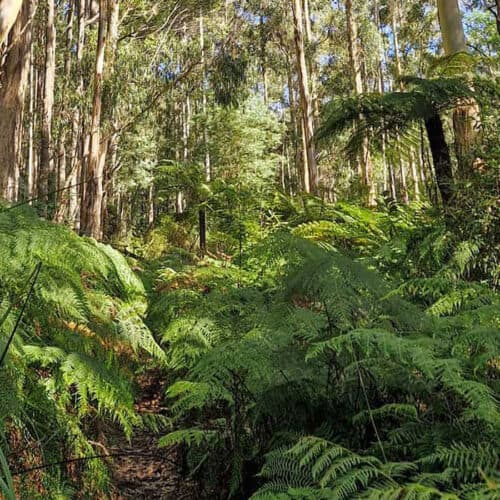 Sherbrooke Forest